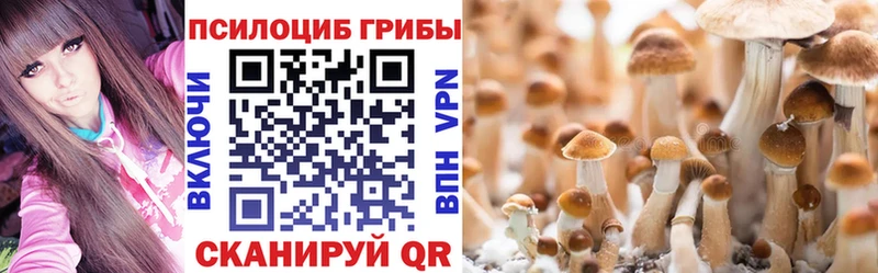 дарнет шоп  Новоржев  Галлюциногенные грибы мицелий 